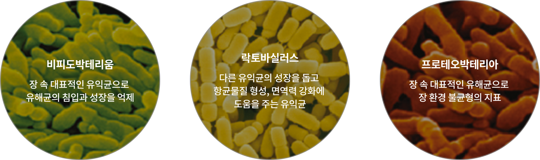 유익균 지수와 유해균 지수